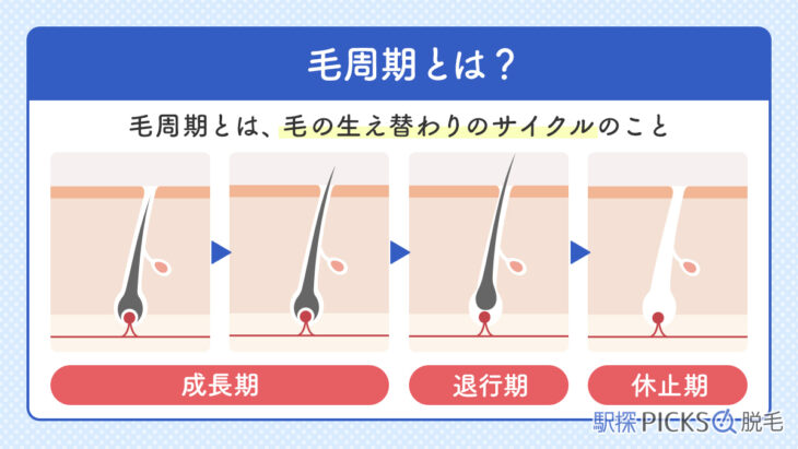 毛周期とは