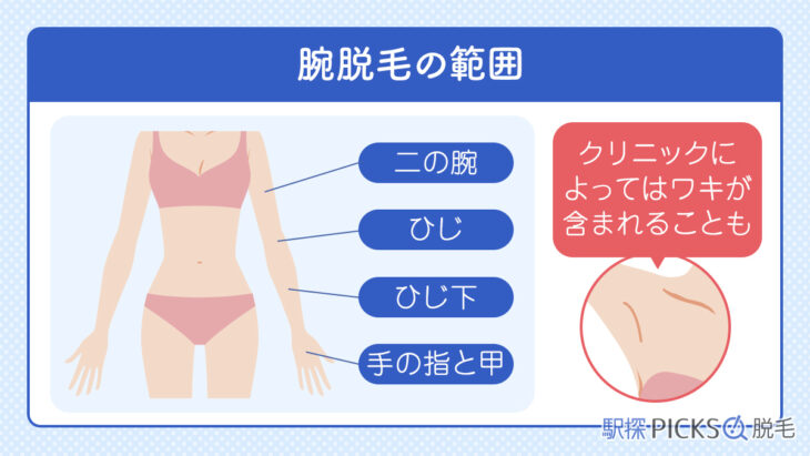 腕脱毛の範囲