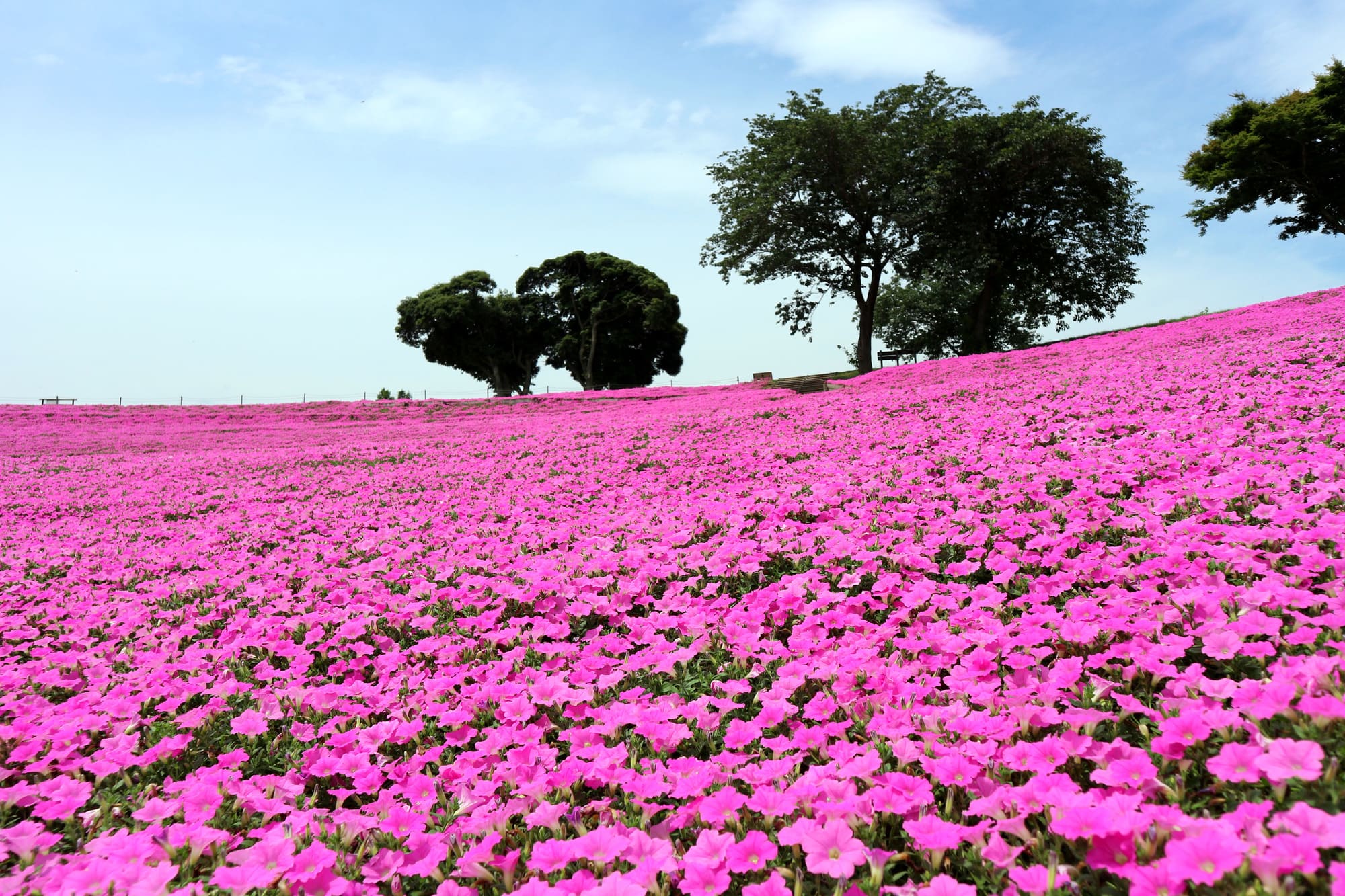 マザー牧場　お花畑