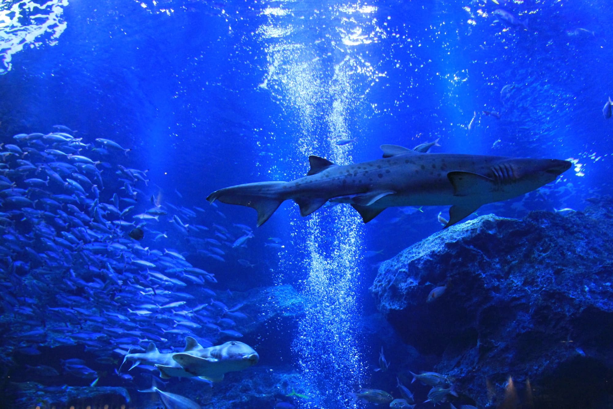 すみだ水族館サメ