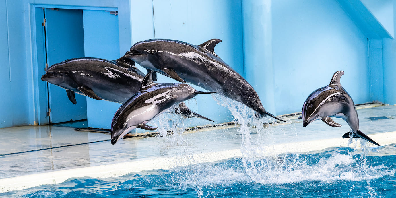 お得に「横浜・八景島シーパラダイス」を楽しもう！施設の特徴や割引情報、利用方法についてご紹介