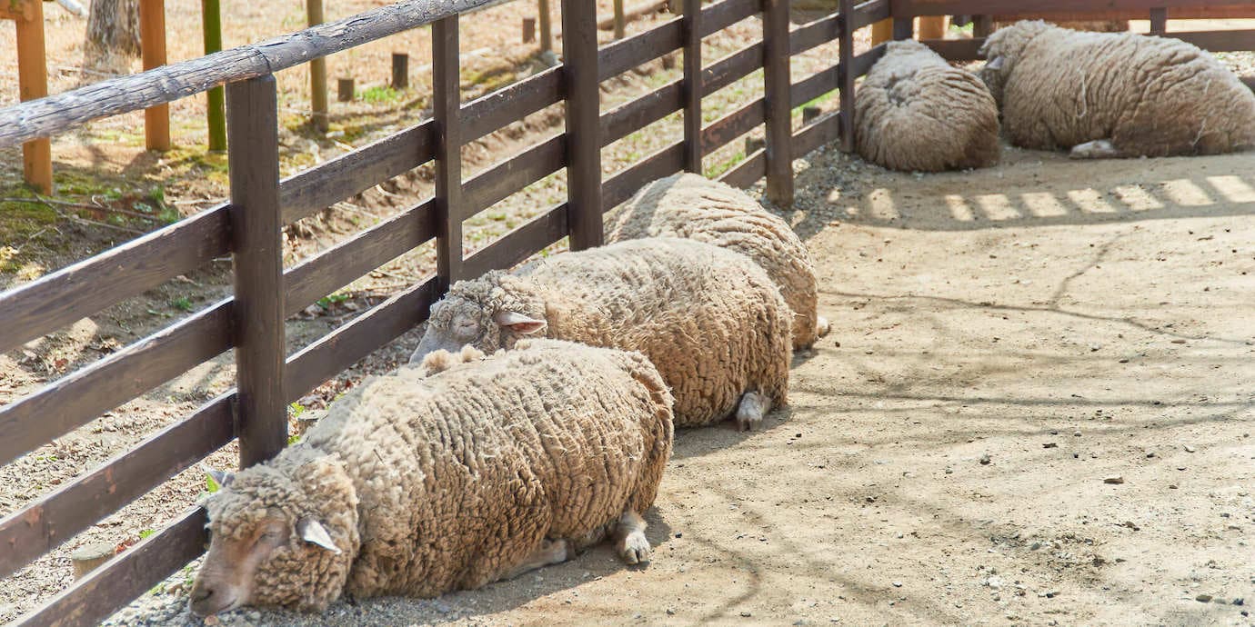 りんどう湖ファミリー牧場