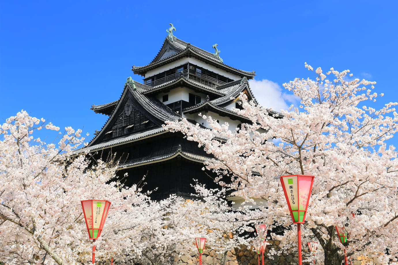 松江城 桜