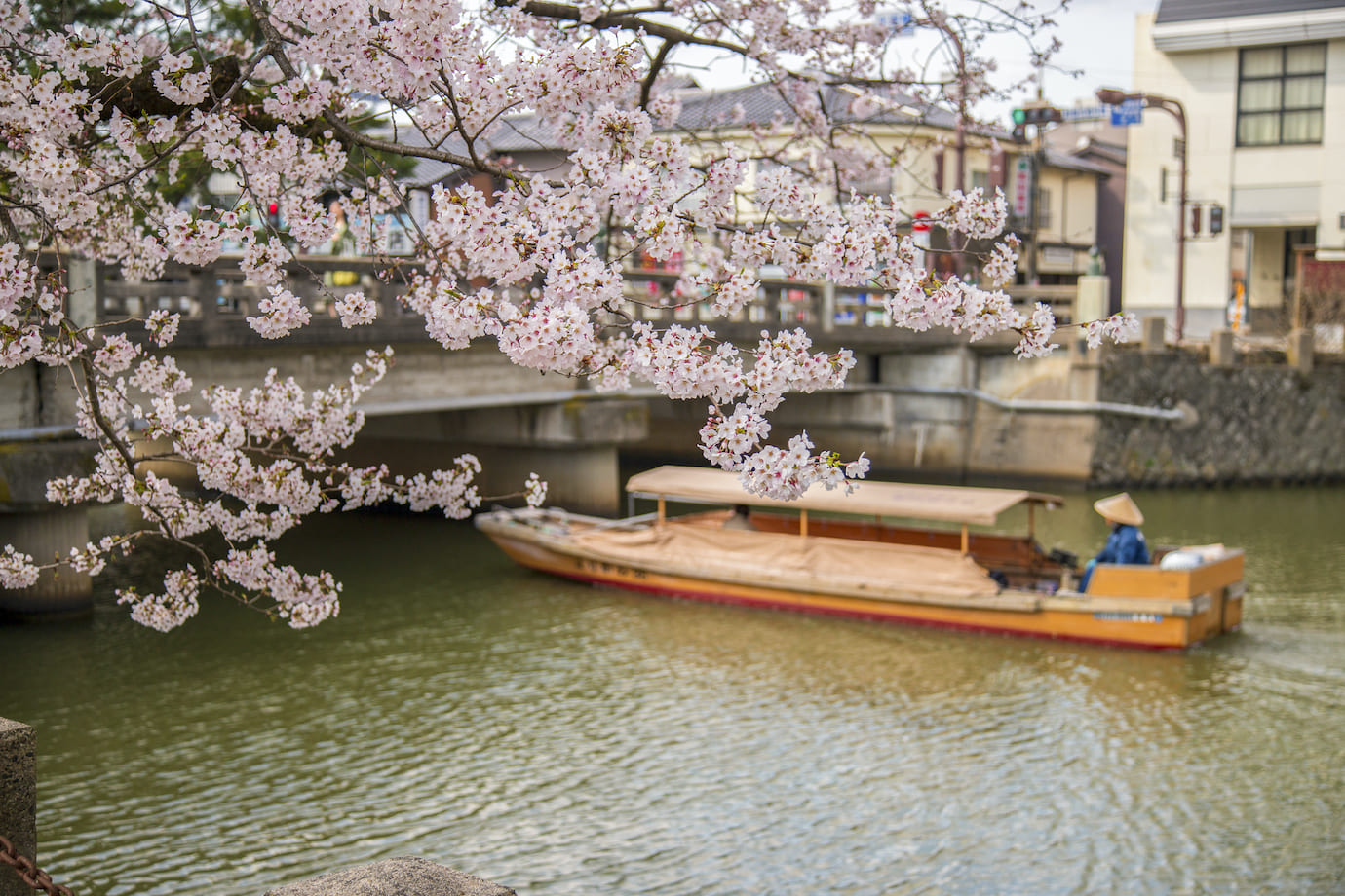 遊覧船と桜